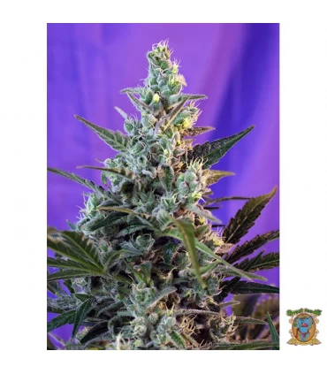 Sweet Skunk Fast Version - Sweet Seeds - Kayamurcia.es