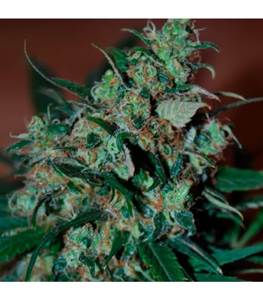 Power Bud - Black Skull Seeds. - Kayamurcia.es