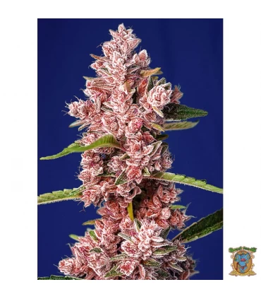 Tropicanna Poison F1 Fast Version - Sweet Seeds - Kayamurcia.es