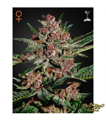 Bubba Kush - Green House. - Kayamurcia.es
