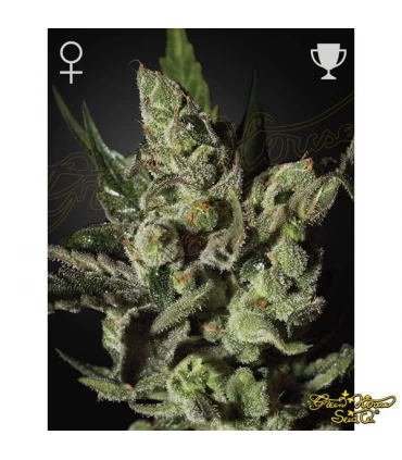 Exodus Cheese - Green House. - Kayamurcia.es