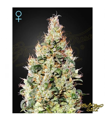 Auto CBD Exodus Cheese - Green House. - Kayamurcia.es