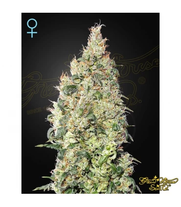 Great White Shark CBD - Green House. - Kayamurcia.es