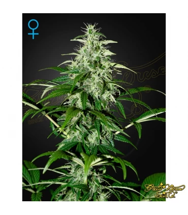 Auto Kalashnikova - Green House. - Kayamurcia.es