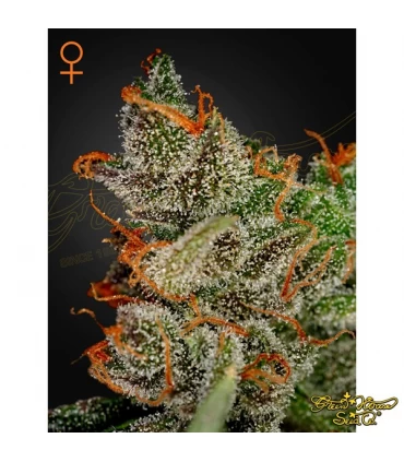 Kings Kush - Green House. - Kayamurcia.es