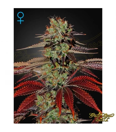Auto Kings Kush - Green House. - Kayamurcia.es