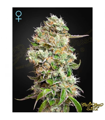 Auto CBD King's Kush  - Green House. - Kayamurcia.es