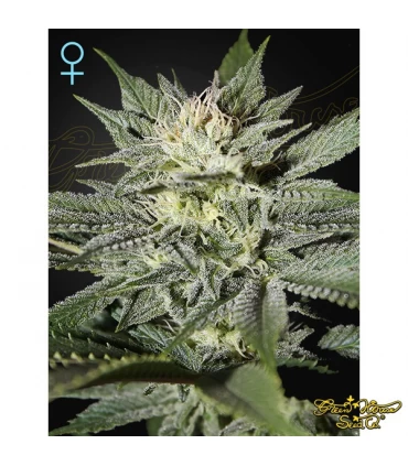 King's Kush CBD - Green House. - Kayamurcia.es