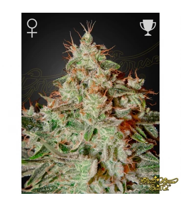 Lemon Skunk - Green House. - Kayamurcia.es