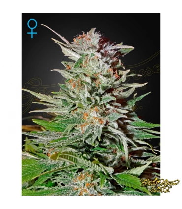 Auto Super Lemon Haze - Green House. - Kayamurcia.es