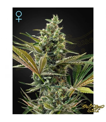 Auto CBD Super Lemon Haze - Green House. - Kayamurcia.es