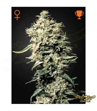 White Rhino - Green House. - Kayamurcia.es