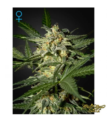 Auto White Widow - Green House. - Kayamurcia.es