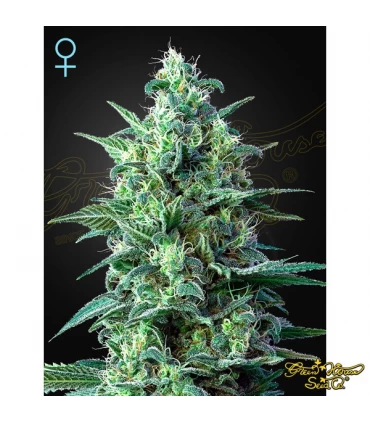 Auto CBD White Widow - Green House. - Kayamurcia.es