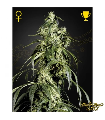 Arjan Haze n1 - Green House. - Kayamurcia.es