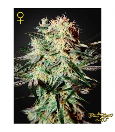 Arjan Strawberry Haze - Green House. - Kayamurcia.es