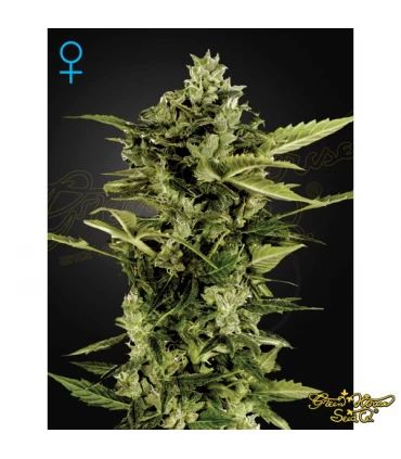 Auto Bomb - Green House. - Kayamurcia.es