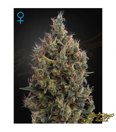 Auto Big Bang - Green House. - Kayamurcia.es