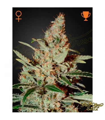 Chemdog - Green House. - Kayamurcia.es