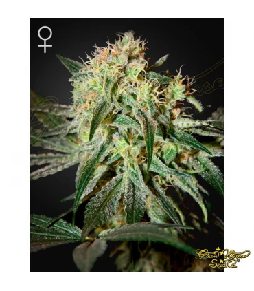 Damn Sour - Green House. - Kayamurcia.es
