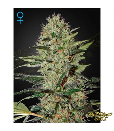 Auto Exodus Cheese - Green House. - Kayamurcia.es
