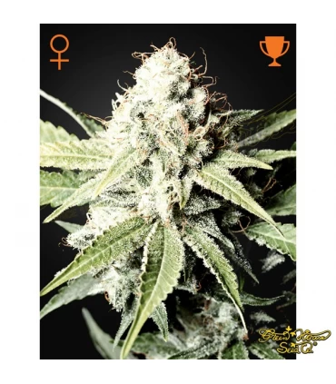 Great White Shark - Green House. - Kayamurcia.es