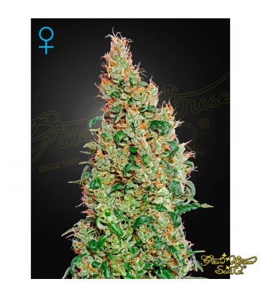 Auto Green-o-Matic - Green House. - Kayamurcia.es