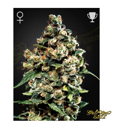 Jack Herer - Green House. - Kayamurcia.es