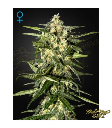 Auto Jack Herer - Green House. - Kayamurcia.es