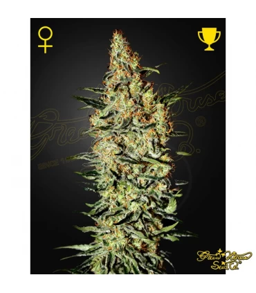 Neville's Haze - Green House. - Kayamurcia.es