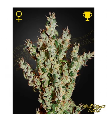 NL 5 x Haze Mist - Green House. - Kayamurcia.es