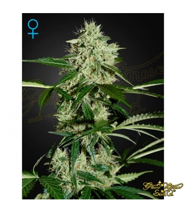 Auto Northern Lights - Green House. - Kayamurcia.es