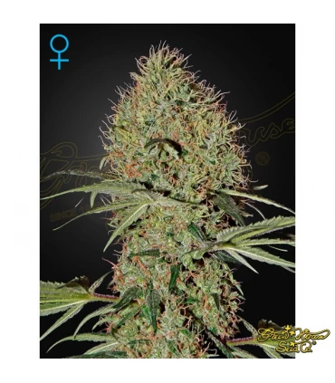 Auto Super Bud - Green House. - Kayamurcia.es