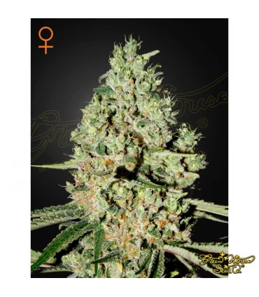Super Critical - Green House. - Kayamurcia.es