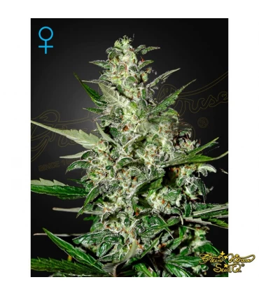 Auto Super Critical - Green House. - Kayamurcia.es