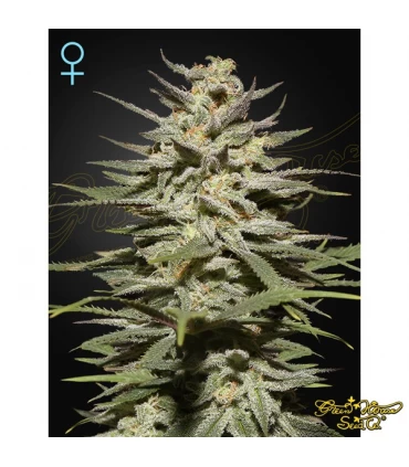 Super Lemon Haze CBD - Green House. - Kayamurcia.es