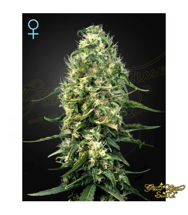 Super Silver Haze CBD - Green House. - Kayamurcia.es