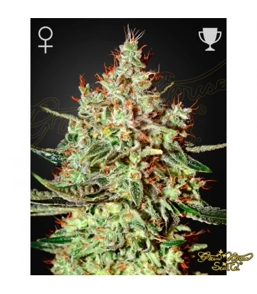 Trainwreck - Green House. - Kayamurcia.es