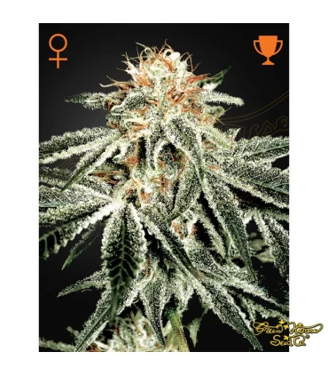 White Widow - Green house. - Kayamurcia.es