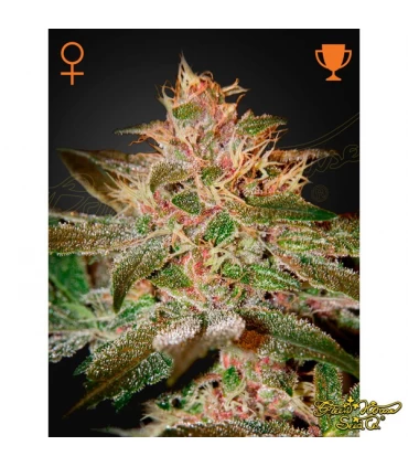 Pure Kush - Green House. - Kayamurcia.es