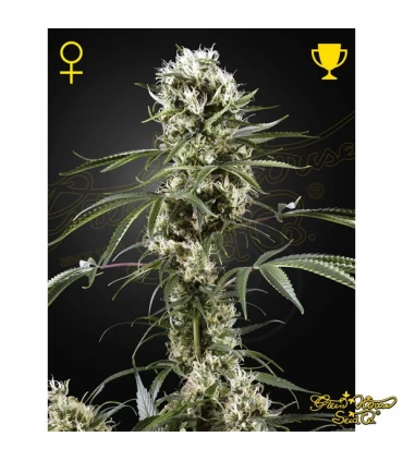 Super Lemon Haze - Green House. - Kayamurcia.es