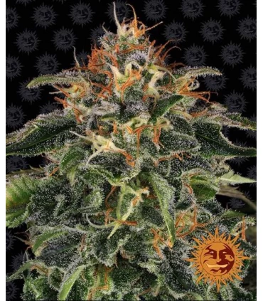 Moby Dick - Barney´s Farm.