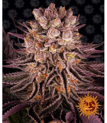 Mimosa Evo x Orange Punch - Barney´s Farm.