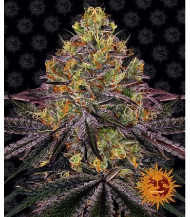 Watermelon Zkittlez - Barney´s Farm.