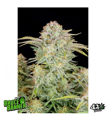 Auto Bruce Banner - FastBuds - Kayamurcia.es