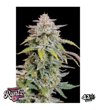 Auto Forbidden Runtz - FastBuds - Kayamurcia.es