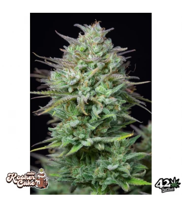 Auto Kosher Cake - FastBuds - Kayamurcia.es