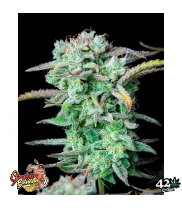 Auto Strawberry Banana - FastBuds - Kayamurcia.es