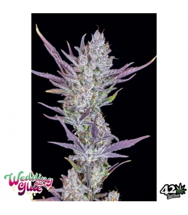 Auto Wedding Glue - FastBuds - Kayamurcia.es