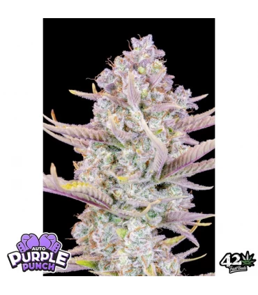 Auto Purple Punch - FastBuds - Kayamurcia.es